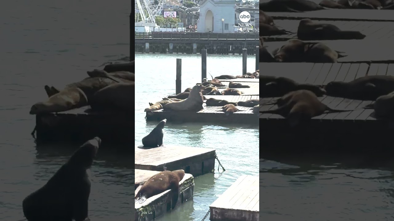 2,000-pound Steller sea lion visits San Francisco’s Pier 39 2,000-pound Steller sea lion visits San Francisco’s Pier 39