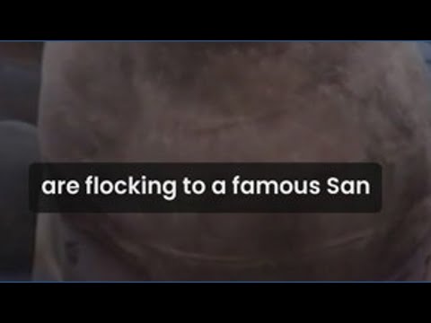 A giant sea lion is stealing hearts at Pier 39 in San Francisco A giant sea lion is stealing hearts at Pier 39 in San Francisco