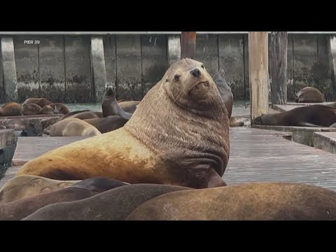 ‘Chonkers’ sea lion turns heads at San Francisco’s Pier 39 ‘Chonkers’ sea lion turns heads at San Francisco’s Pier 39