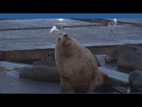 ‘Chonkers’ the giant sea lion takes over San Francisco pier ‘Chonkers’ the giant sea lion takes over San Francisco pier