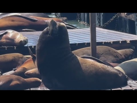 “Chonkers” the sea lion becomes a favorite at San Francisco’s Pier 39 “Chonkers” the sea lion becomes a favorite at San Francisco’s Pier 39