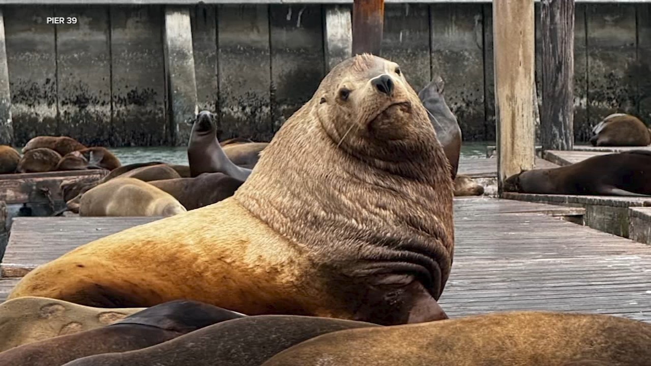 Chonkers Watch: Massive sea lion drawing attention at San Francisco’s Pier 39 Chonkers Watch: Massive sea lion drawing attention at San Francisco’s Pier 39