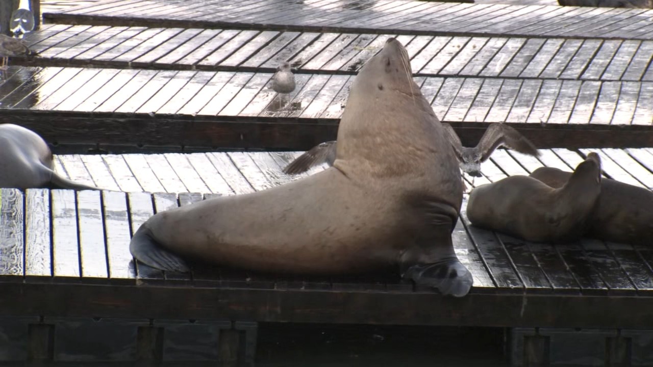 ‘Chonkers’ Watch: Massive Stellar sea lion at San Francisco’s Pier 39 ‘Chonkers’ Watch: Massive Stellar sea lion at San Francisco’s Pier 39