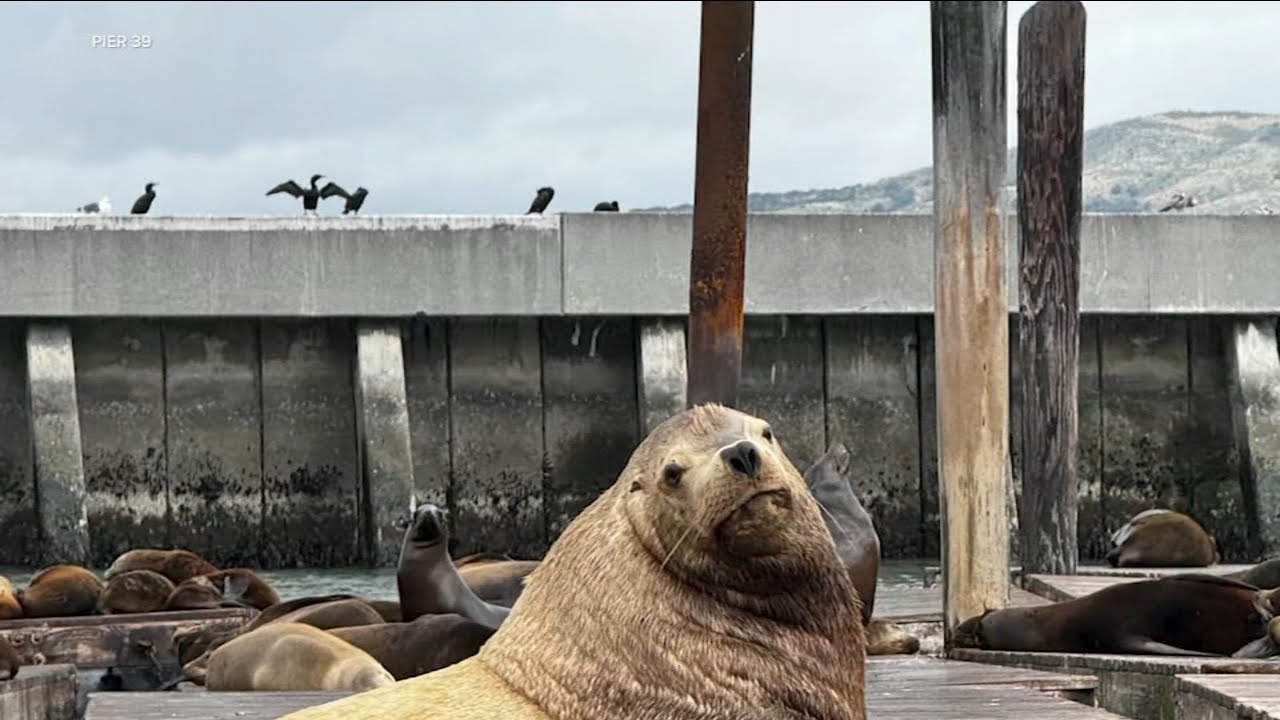 Giant Steller sea lion ‘Chonkers’ draws crowds to San Francisco’s Pier 39: What you need to know Giant Steller sea lion ‘Chonkers’ draws crowds to San Francisco’s Pier 39: What you need to know