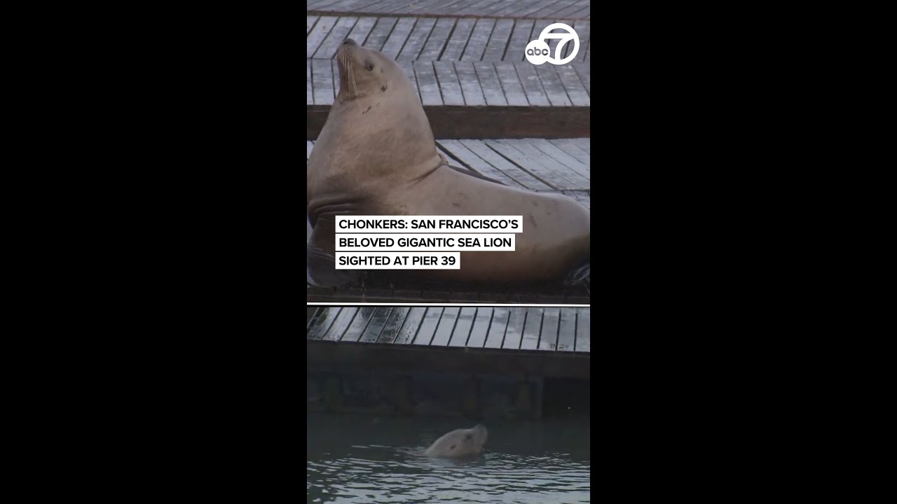 LIVE: ‘Chonkers,’ the giant sea lion stealing hearts at San Francisco’s Pier 39 LIVE: ‘Chonkers,’ the giant sea lion stealing hearts at San Francisco’s Pier 39