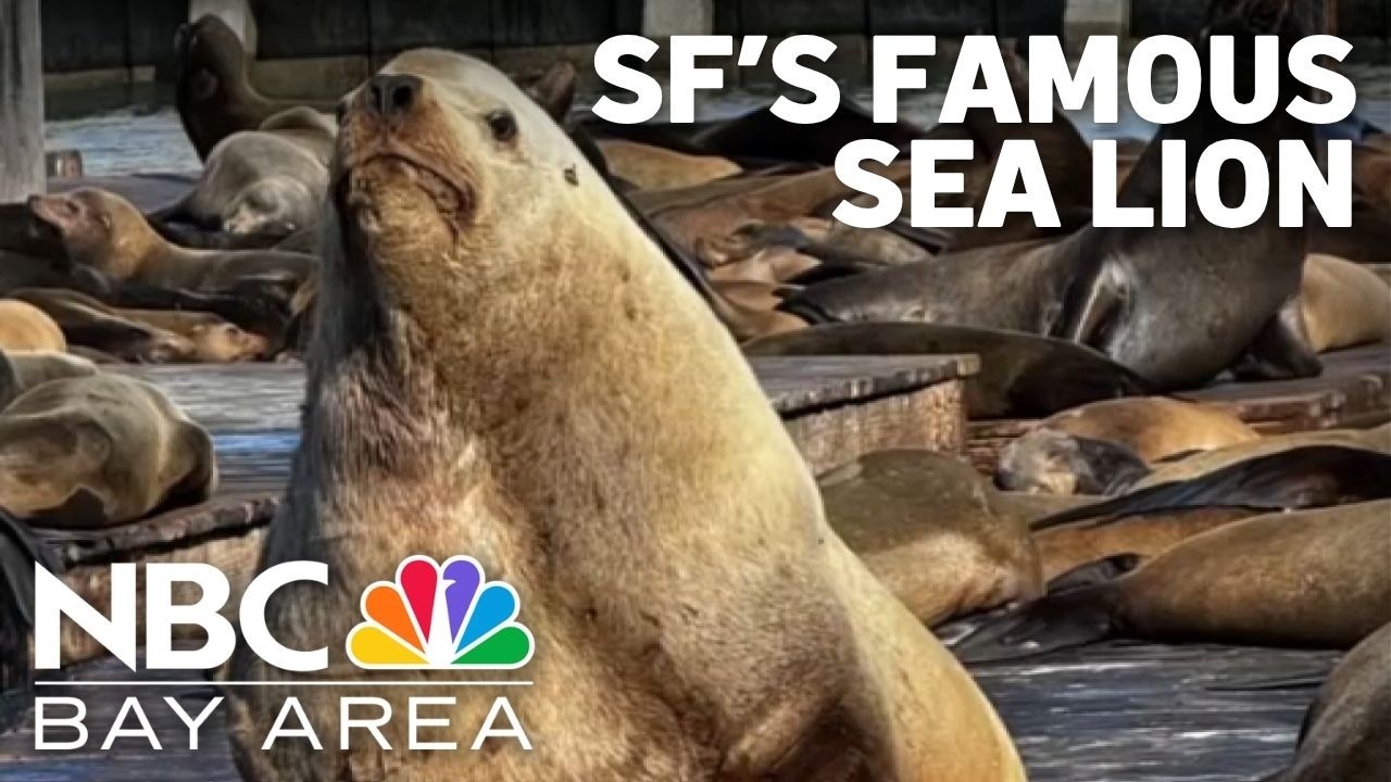 Meet ‘Chonkers,’ a 2,000-pound sea lion drawing crowds in San Francisco Meet ‘Chonkers,’ a 2,000-pound sea lion drawing crowds in San Francisco