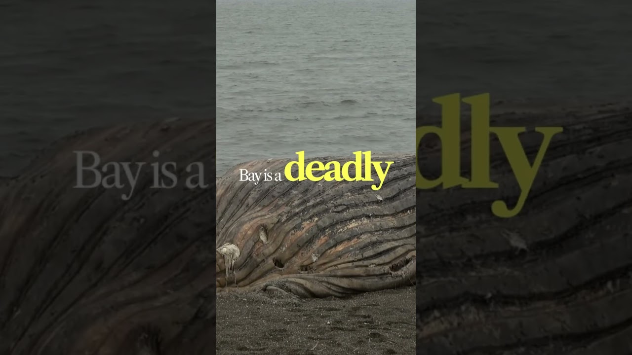 Nearly 1 in 5 Gray Whales That Enter San Francisco Bay Die There Nearly 1 in 5 Gray Whales That Enter San Francisco Bay Die There