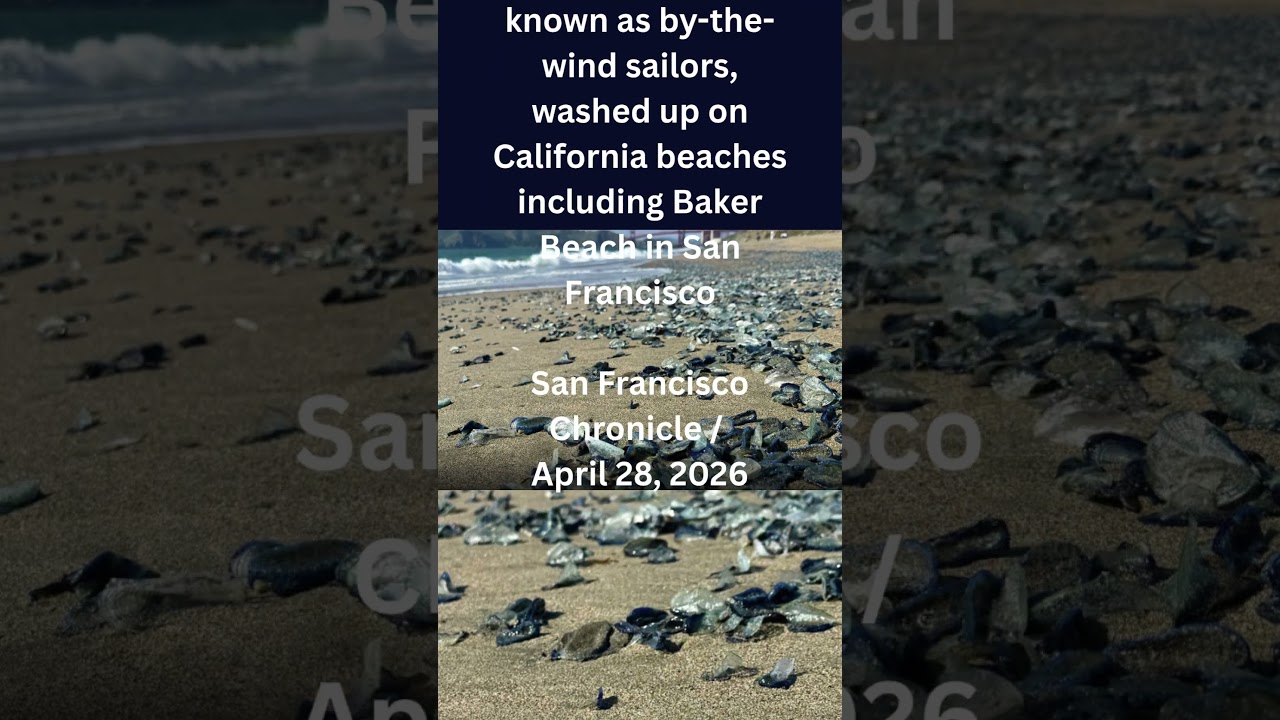 Thousands of bright blue #Velella #sanfrancisco #california #florida #texas #newyork #usa Thousands of bright blue #Velella #sanfrancisco #california #florida #texas #newyork #usa