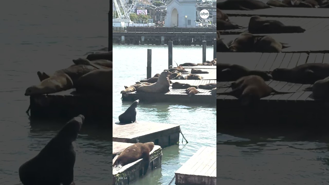 Two massive Steller sea lions are making waves in San Francisco Two massive Steller sea lions are making waves in San Francisco