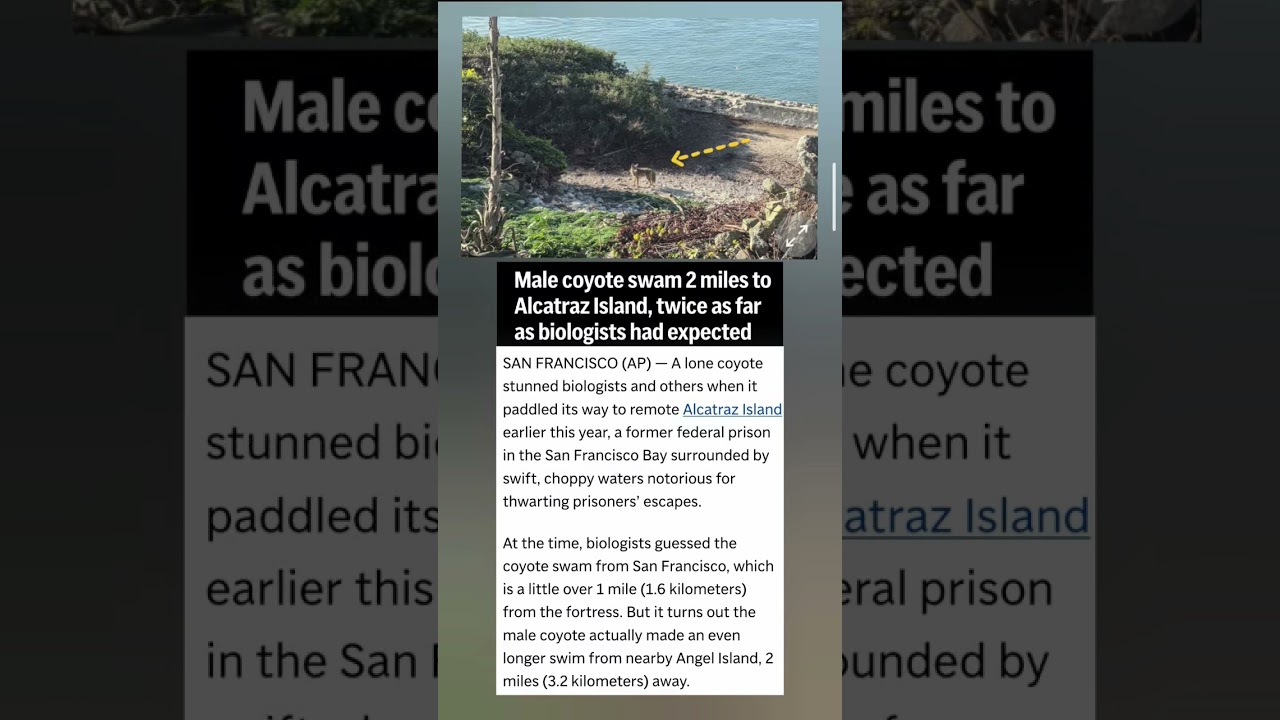 Alcatraz’s Brave Coyote! 🦊#Alcatraz #Coyote #Wildlife #USA #Shorts