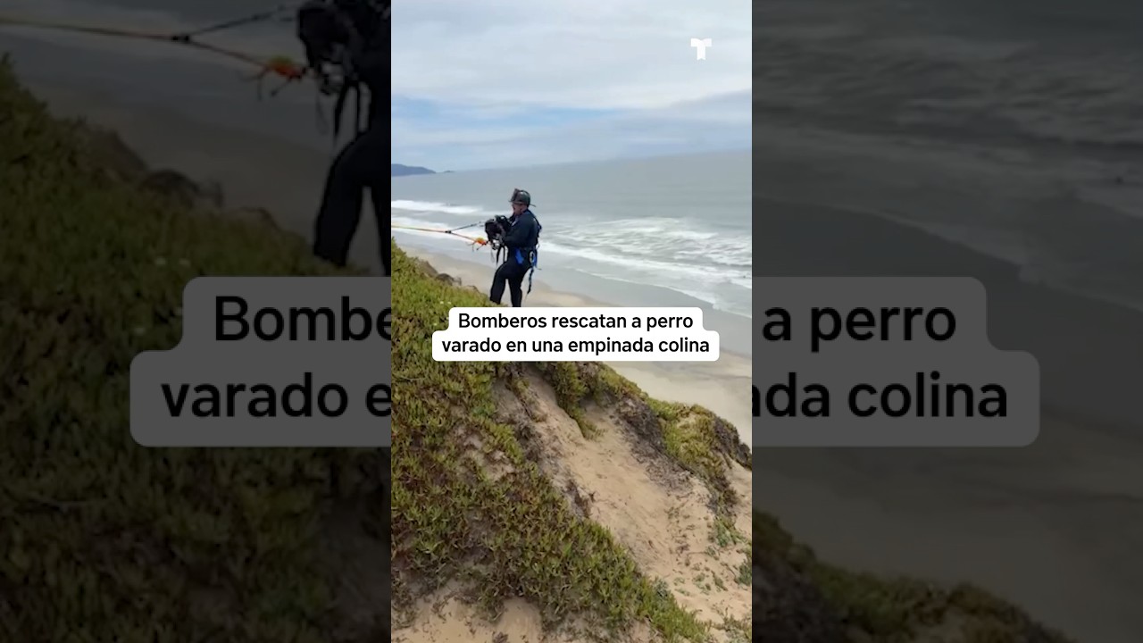 Bomberos rescatan a un perro varado en una empinada colina | Telemundo 39 Bomberos rescatan a un perro varado en una empinada colina | Telemundo 39