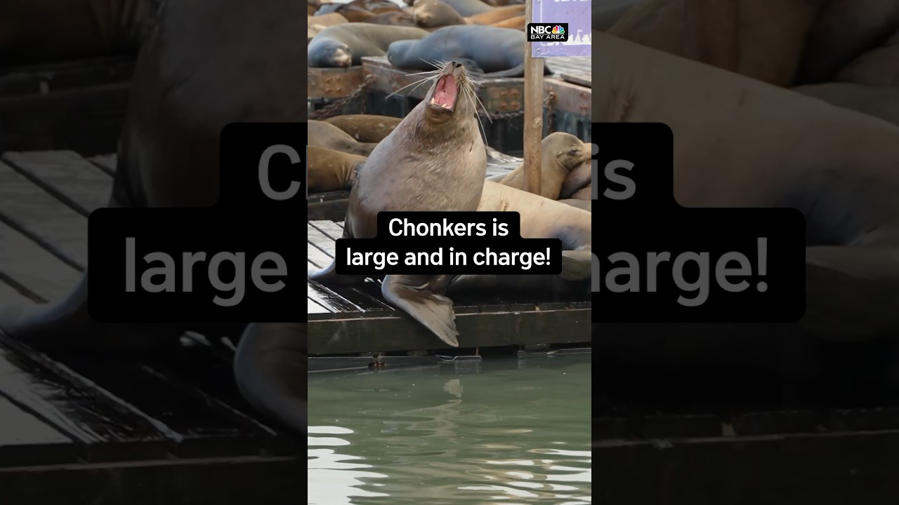 Chonkers is a HUGE sea lion drawing huge crowds in #sanfrancisco! #sf #wildlife #sealions #bayarea