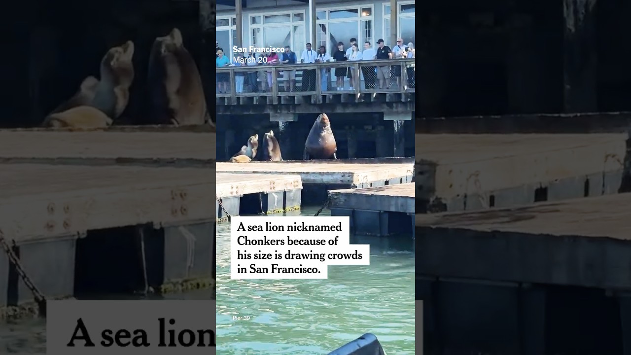 Chonkers the Sea Lion Draws Crowds in San Francisco Chonkers the Sea Lion Draws Crowds in San Francisco