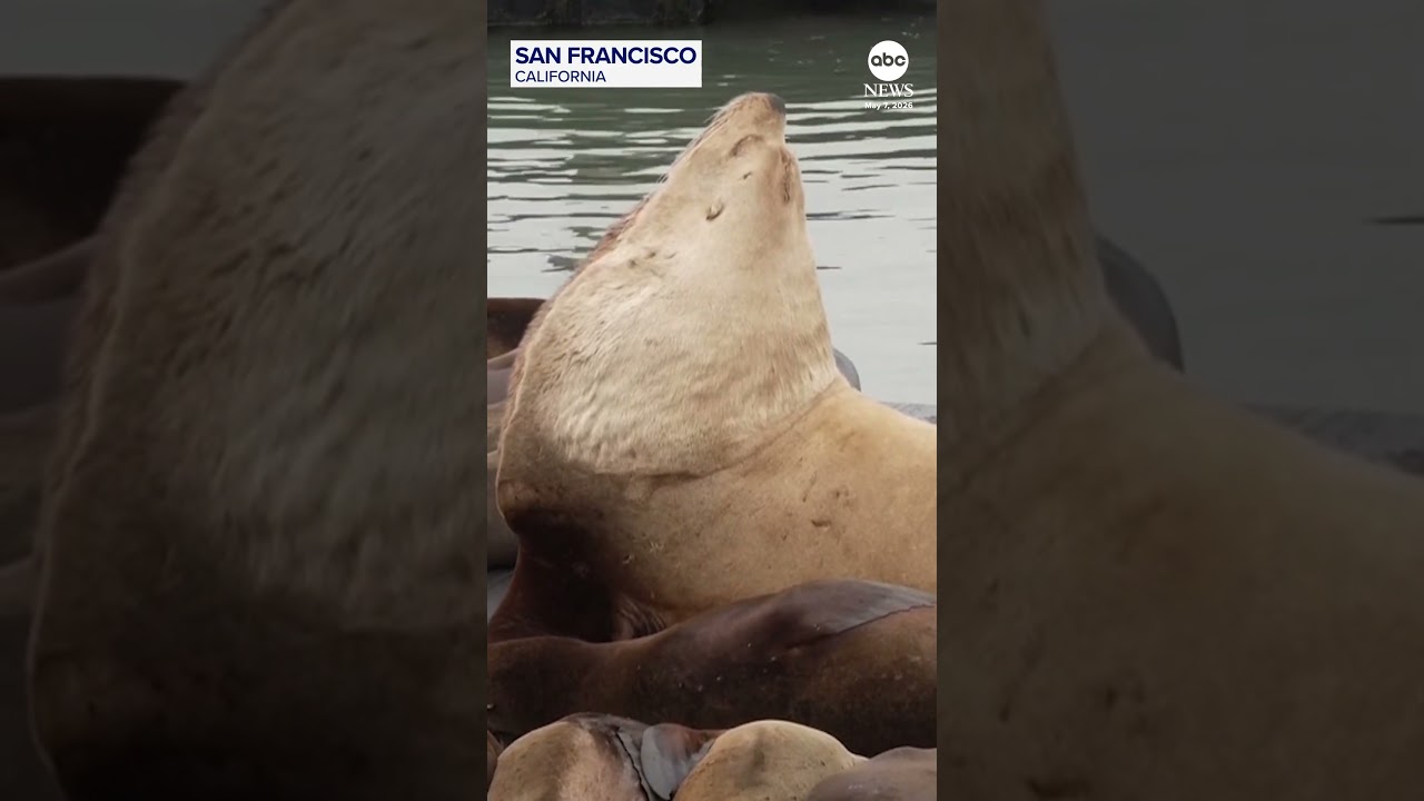 Chonkers the sea lion is getting his own plushie Chonkers the sea lion is getting his own plushie