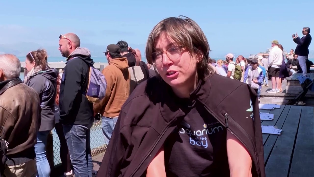 Crowds gather in San Francisco to see Steller sea lion ‘Chonkers’ Crowds gather in San Francisco to see Steller sea lion ‘Chonkers’