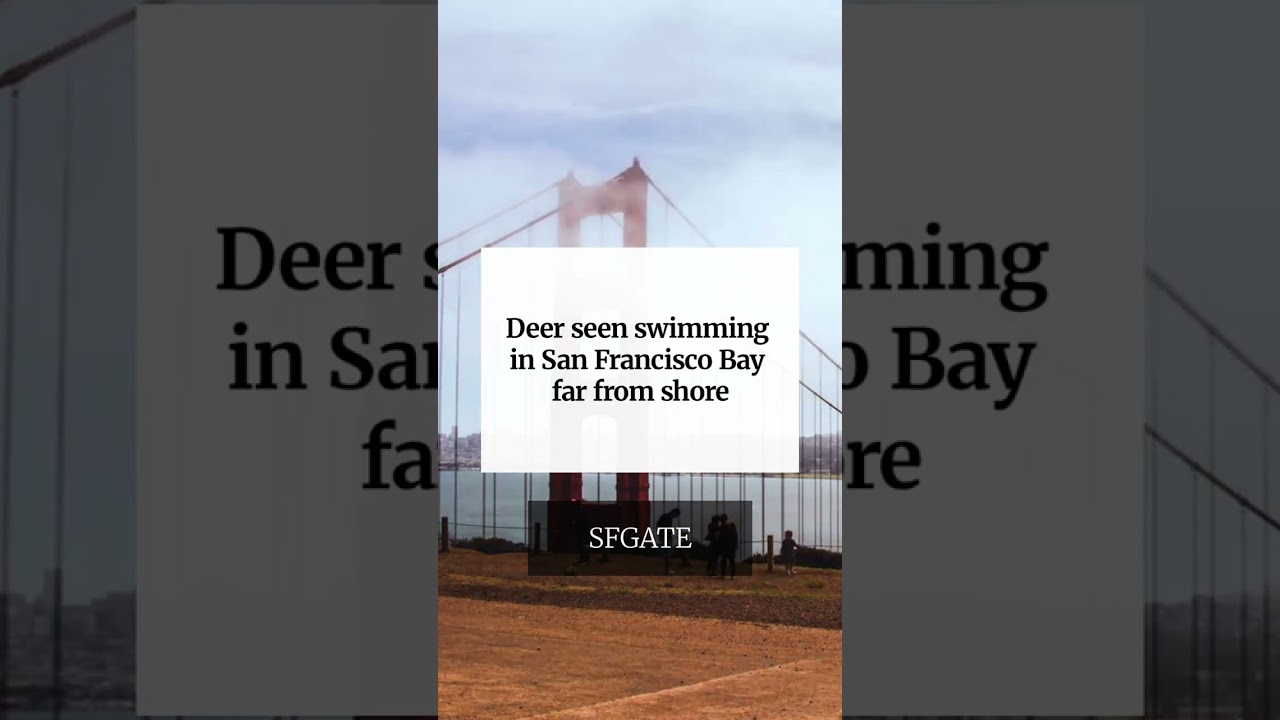 Deer seen swimming in San Francisco Bay far from shore Deer seen swimming in San Francisco Bay far from shore