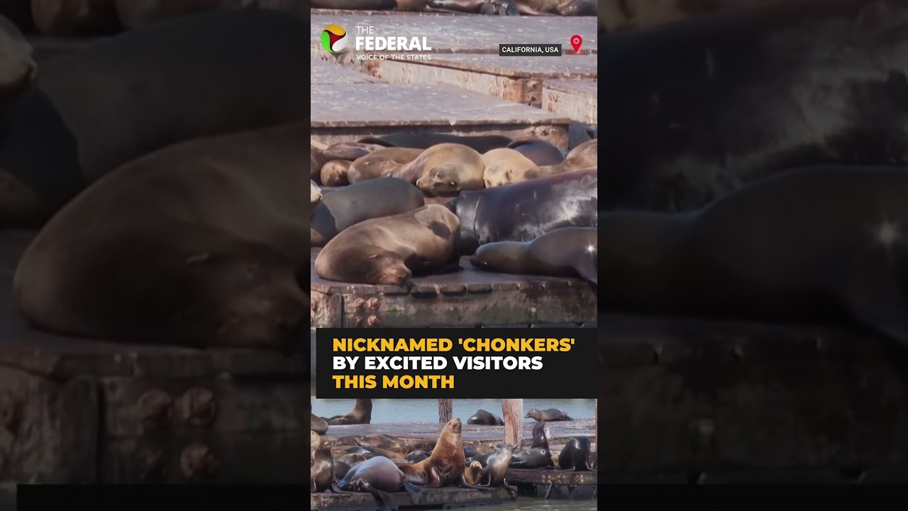 Giant sea lion attracts tourists in San Francisco | #shorts Giant sea lion attracts tourists in San Francisco | #shorts
