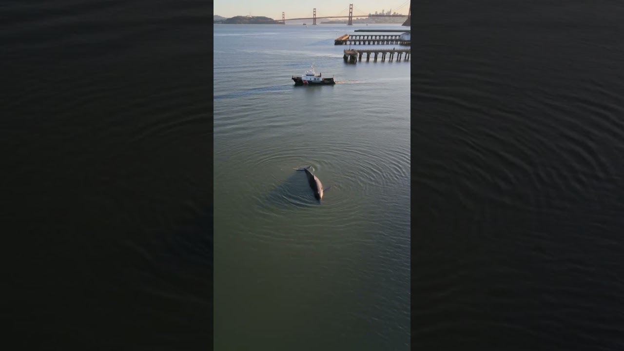 Gray Whales Are Entering San Francisco Bay Lost and Starving — Climate Changed Their Ocean 🐋