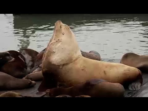 Massive sea lion “Chonkers” draws crowds in San Francisco Massive sea lion “Chonkers” draws crowds in San Francisco
