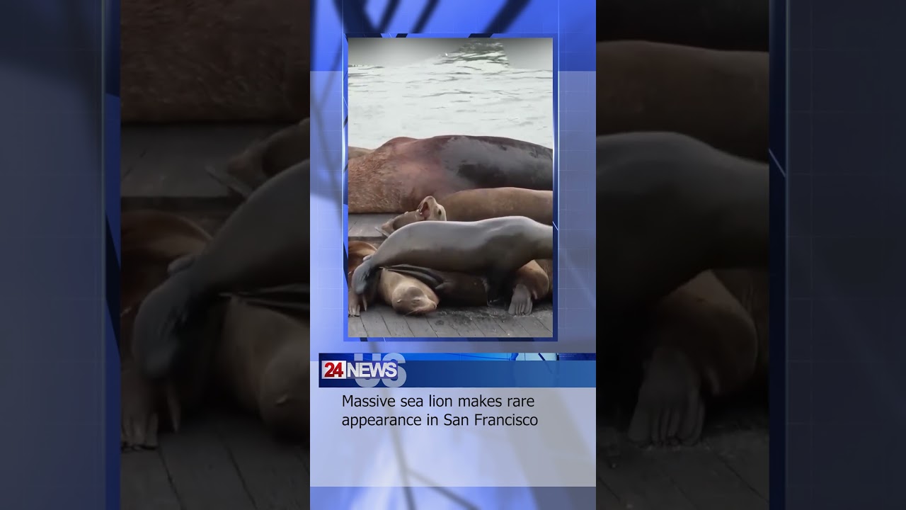 Massive sea lion makes rare appearance in San Francisco Massive sea lion makes rare appearance in San Francisco