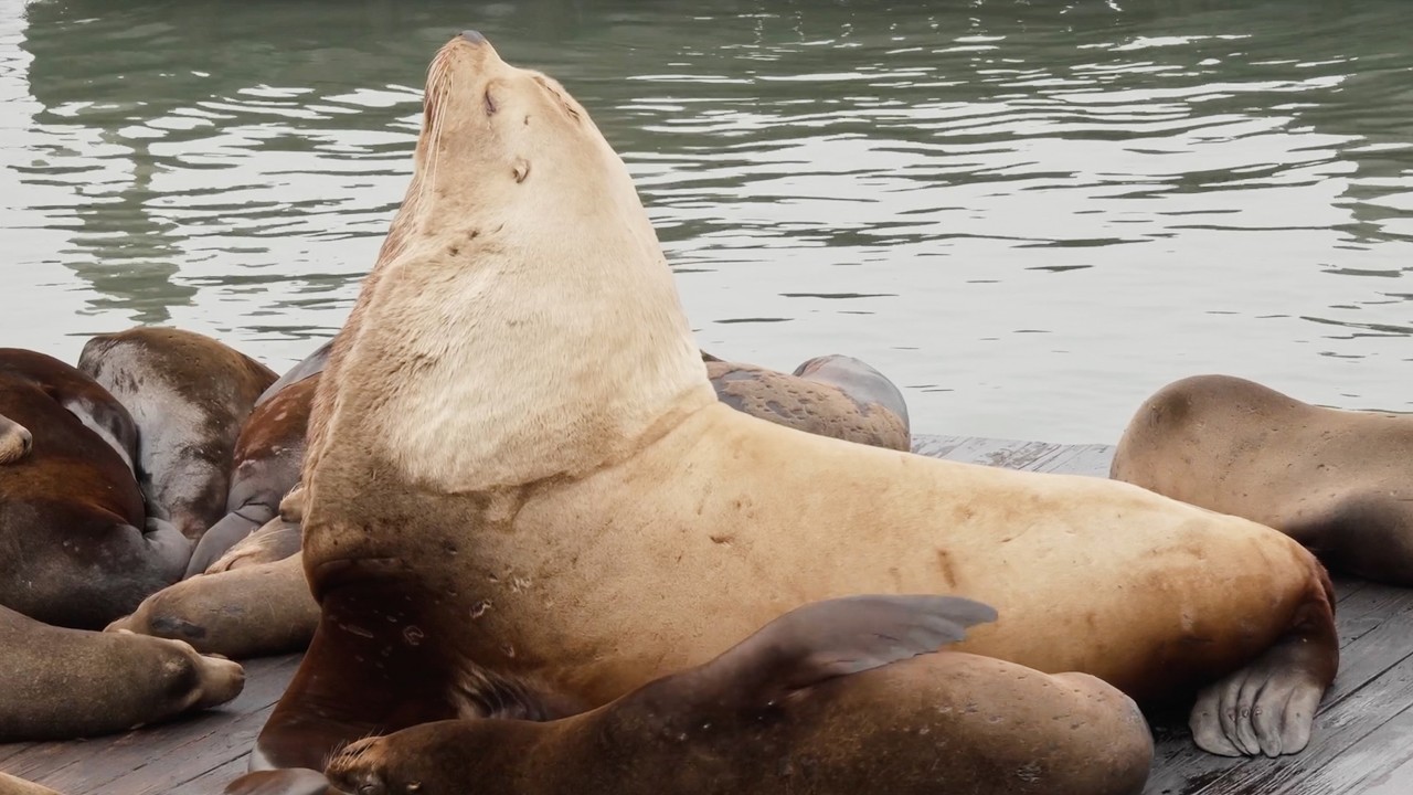 Massive Steller sea lion ‘Chonkers’ makes a splash in San Francisco