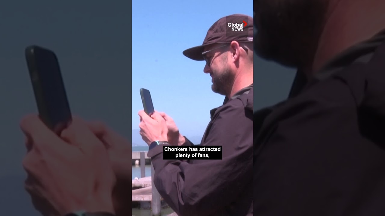 Massive Steller sea lion ‘Chonkers’ steals all the attention in San Francisco Massive Steller sea lion ‘Chonkers’ steals all the attention in San Francisco