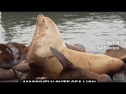 Massively cute sea lion Chonkers makes a splash in San Francisco Massively cute sea lion Chonkers makes a splash in San Francisco