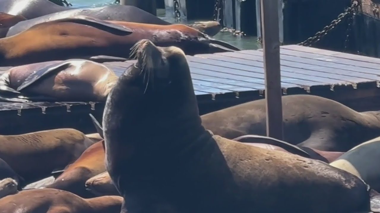 Meet Chonkers: The 2,000-pound sea lion taking over San Francisco’s Pier 39 Meet Chonkers: The 2,000-pound sea lion taking over San Francisco’s Pier 39