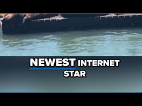 Meet Chonkers, the giant sea lion stealing the show at a San Francisco pier