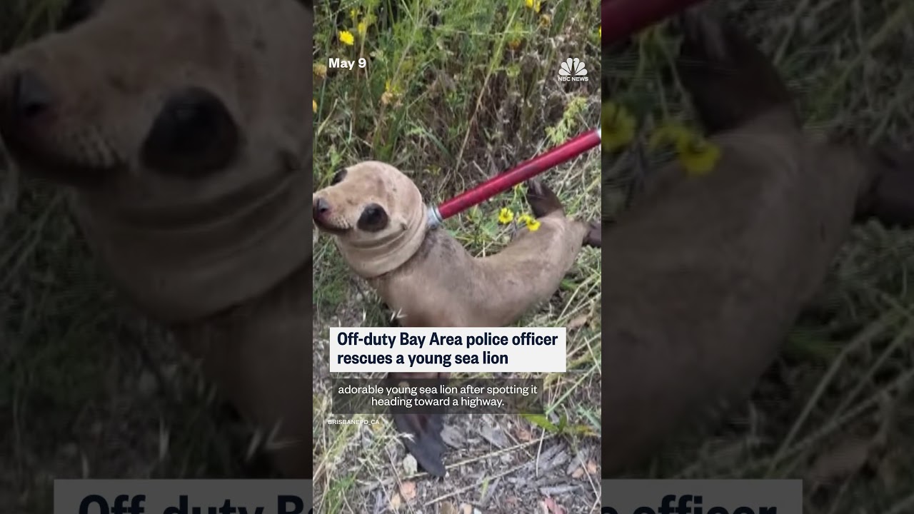 Off-duty Bay Area police officer rescues a young sea lion Off-duty Bay Area police officer rescues a young sea lion