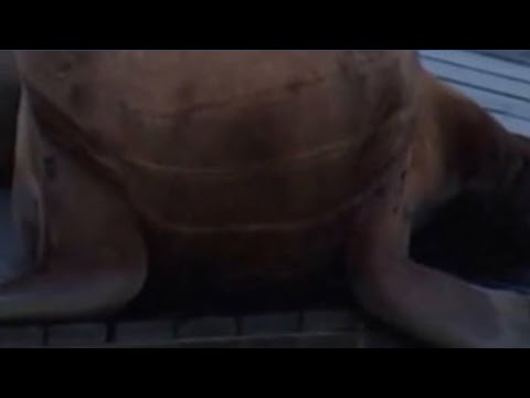 Popular sea lion ‘Chonkers’ gets his own plushie Popular sea lion ‘Chonkers’ gets his own plushie