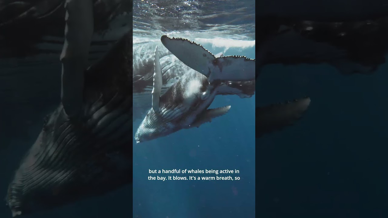 Positive News – AI Used to Pinpoint Whale Heat Signatures to Prevent Ship Collisions Positive News – AI Used to Pinpoint Whale Heat Signatures to Prevent Ship Collisions