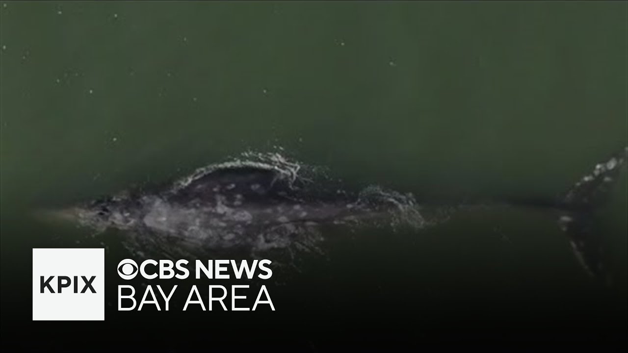 San Francisco Bay whales being protected from ships by using heat signature tracking San Francisco Bay whales being protected from ships by using heat signature tracking