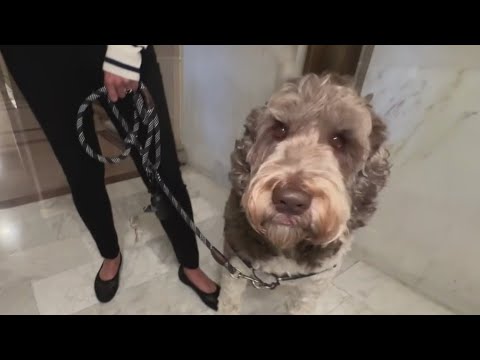 San Francisco “dog court” set to reopen amid a growing backlog of dog attack cases. San Francisco “dog court” set to reopen amid a growing backlog of dog attack cases.