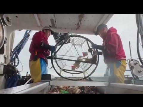 San Francisco tech billionaire leads charge to bring back local crab for Thanksgiving San Francisco tech billionaire leads charge to bring back local crab for Thanksgiving