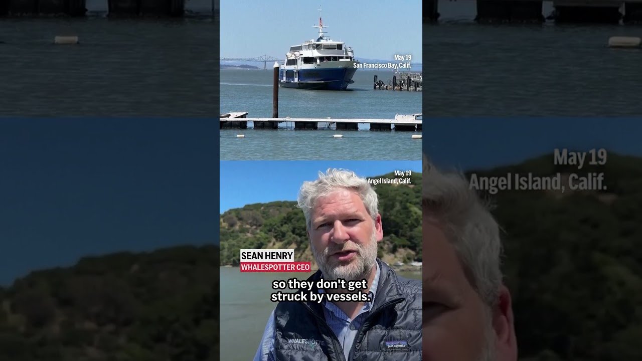 San Francisco turns to AI to avoid collisions between ships, whales searching for food San Francisco turns to AI to avoid collisions between ships, whales searching for food