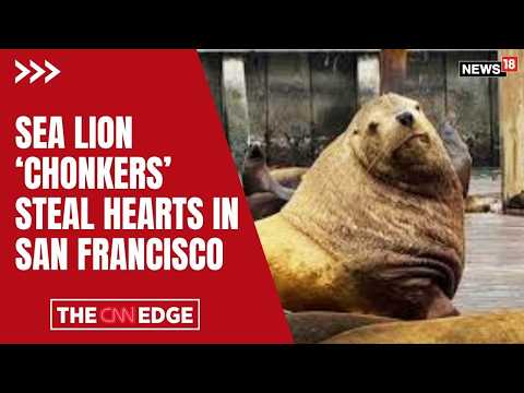 Sea Lion ‘Chonkers’: San Francisco’s Viral Star Steals Hearts at Pier 39 | San Francisco News | N18G