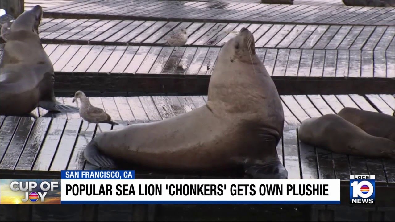 Sea lion dubbed ‘Chonkers’ is star of the show at San Francisco’s Pier 39 Sea lion dubbed ‘Chonkers’ is star of the show at San Francisco’s Pier 39