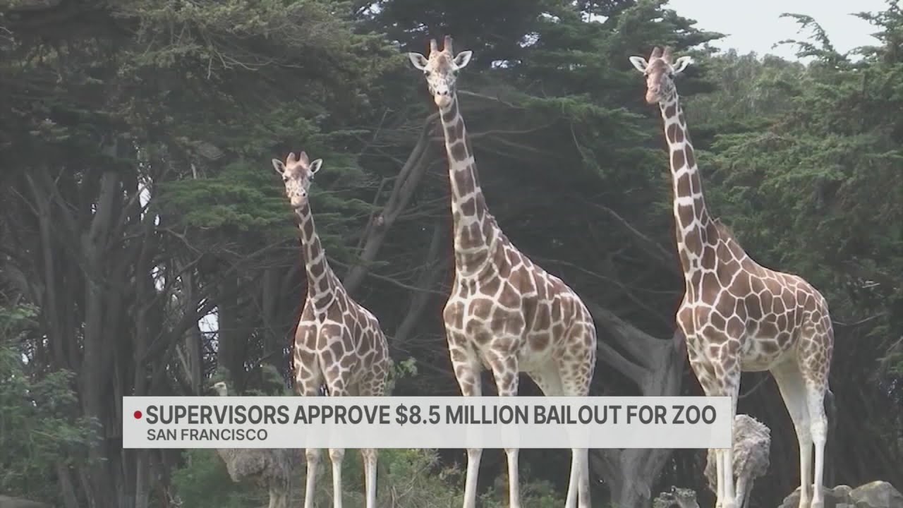 Supes approve .5M lifeline for San Francisco Zoo Supes approve .5M lifeline for San Francisco Zoo