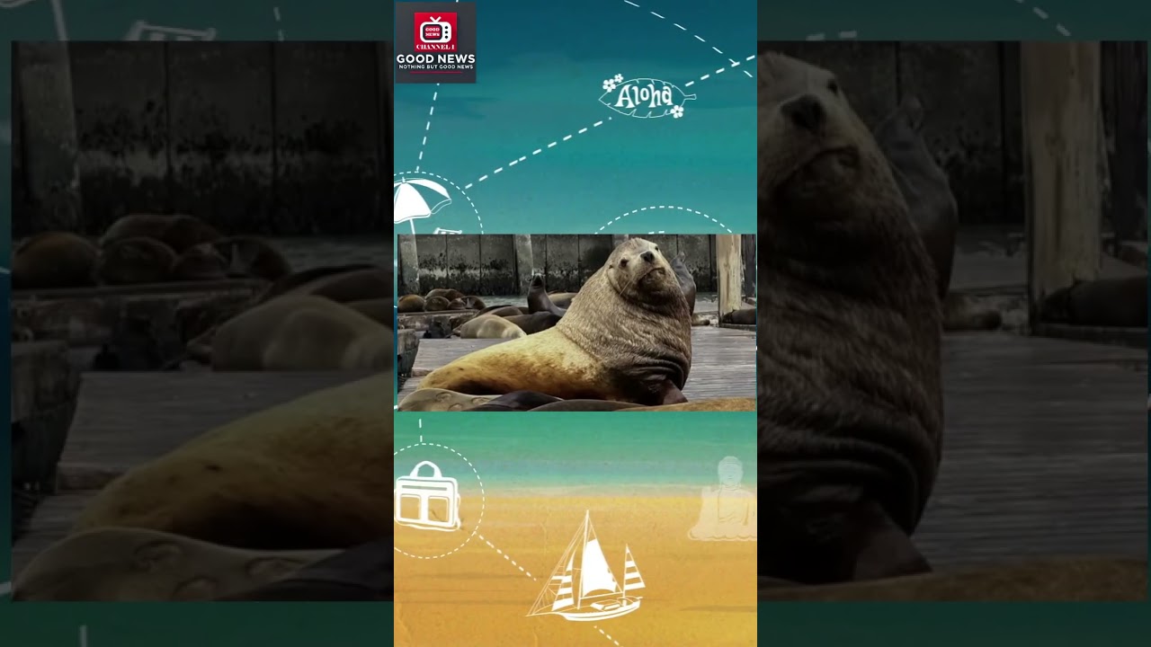 The Rise of Chonkers: San Francisco’s Sea Lion #goodnewschannel #news #funnews #sealions