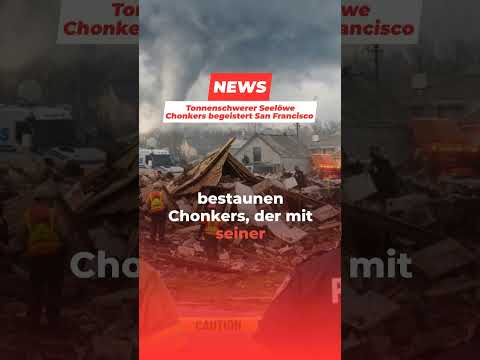 Tonnenschwerer Seelöwe Chonkers begeistert San Francisco #shorts