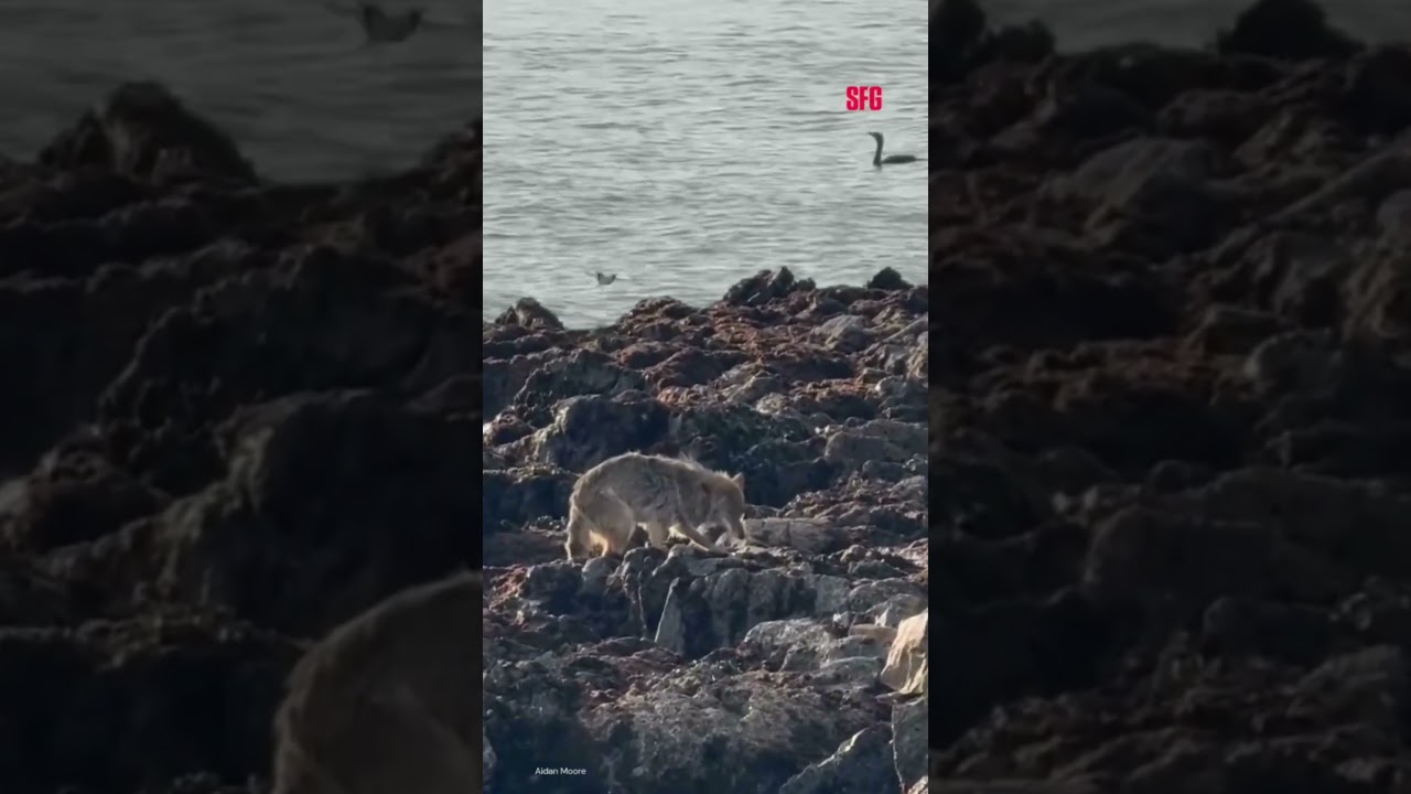 Turns out the Alcatraz coyote didn’t swim from San Francisco, officials say