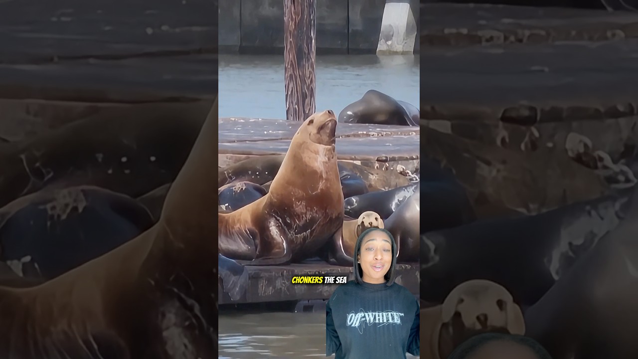 #viral 1,500 Pound #sealion Chonkers #viral 1,500 Pound #sealion Chonkers