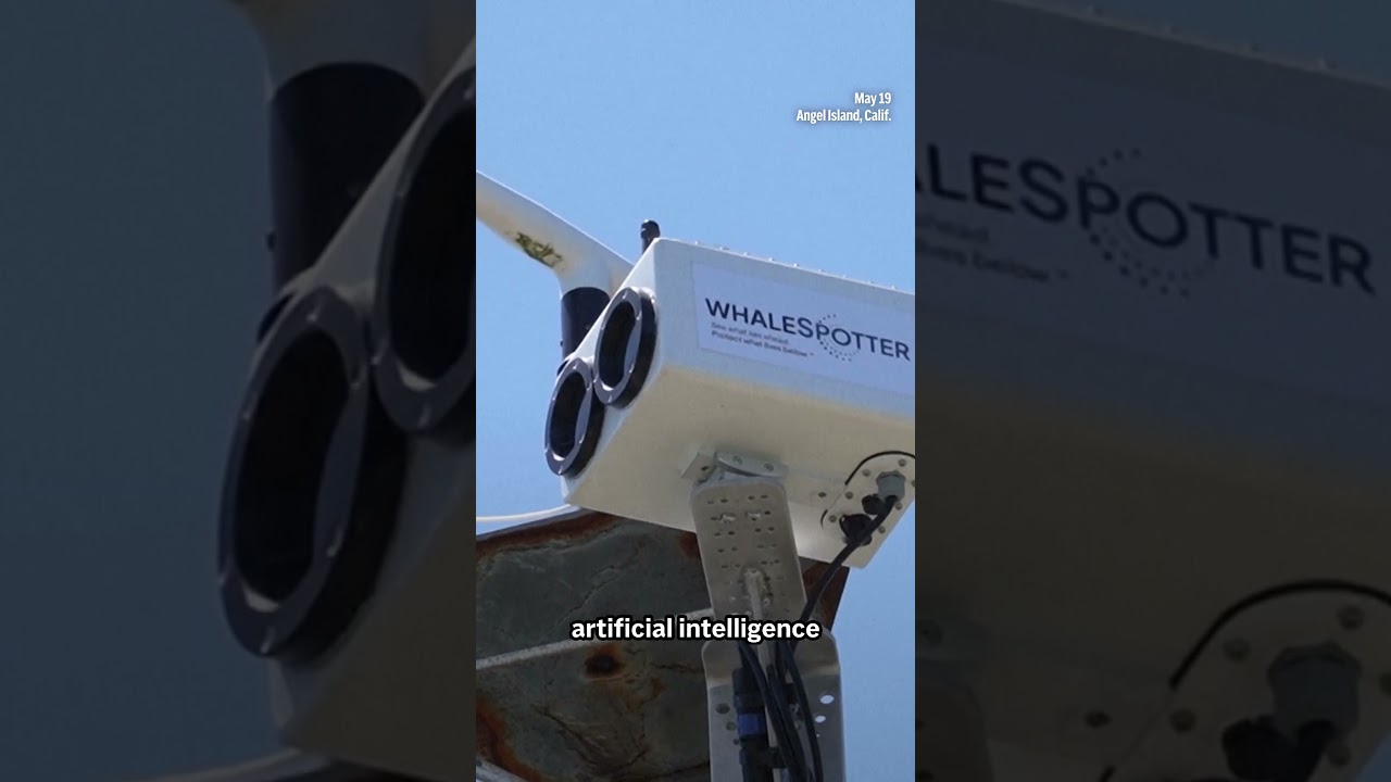 Viral Video | San Francisco Uses AI to Prevent Ship Collisions With Whales Amid Rising Ocean Traffic Viral Video | San Francisco Uses AI to Prevent Ship Collisions With Whales Amid Rising Ocean Traffic
