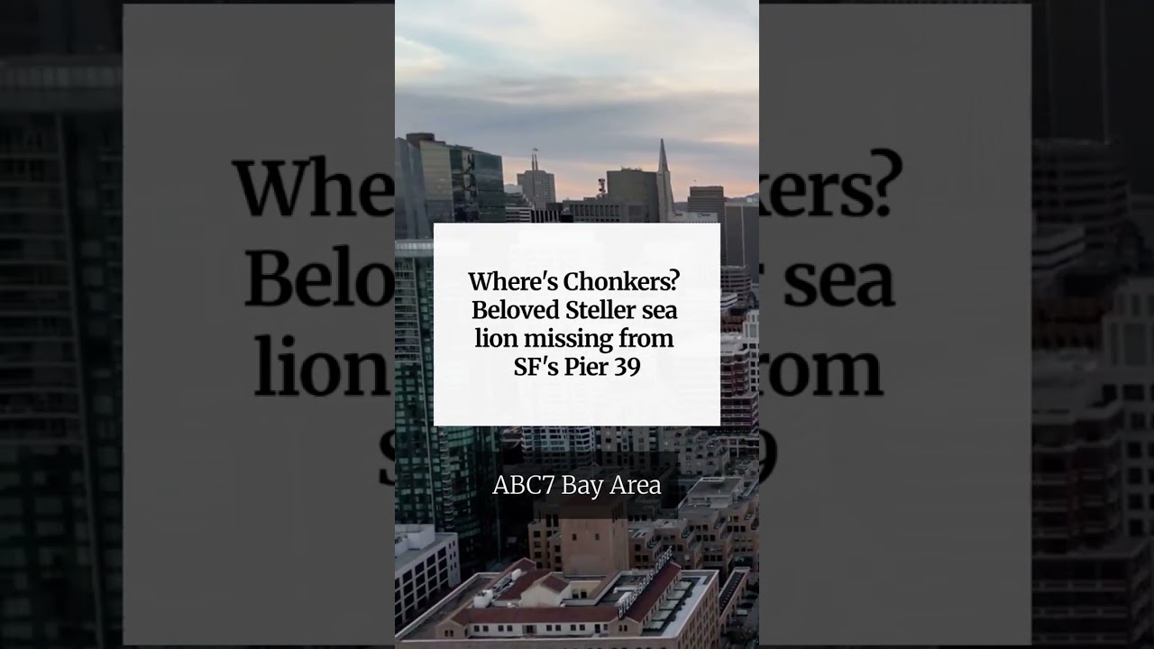 Where’s Chonkers? Beloved Steller sea lion missing from SF’s Pier 39 Where’s Chonkers? Beloved Steller sea lion missing from SF’s Pier 39