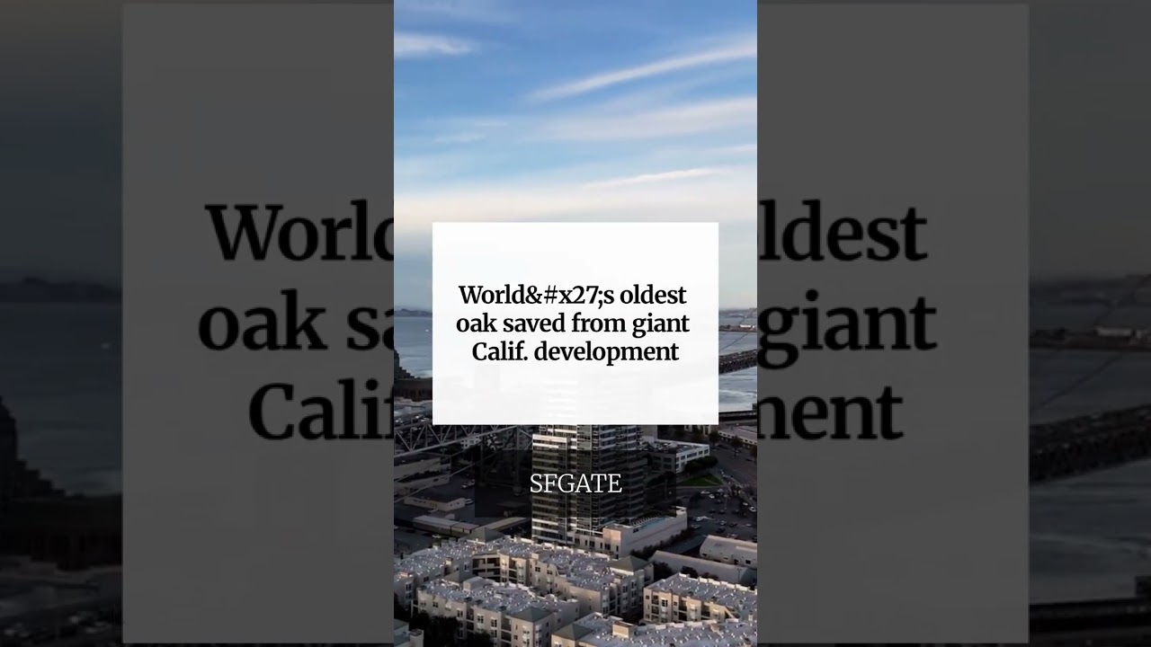 World's oldest oak saved from giant Calif. development World's oldest oak saved from giant Calif. development