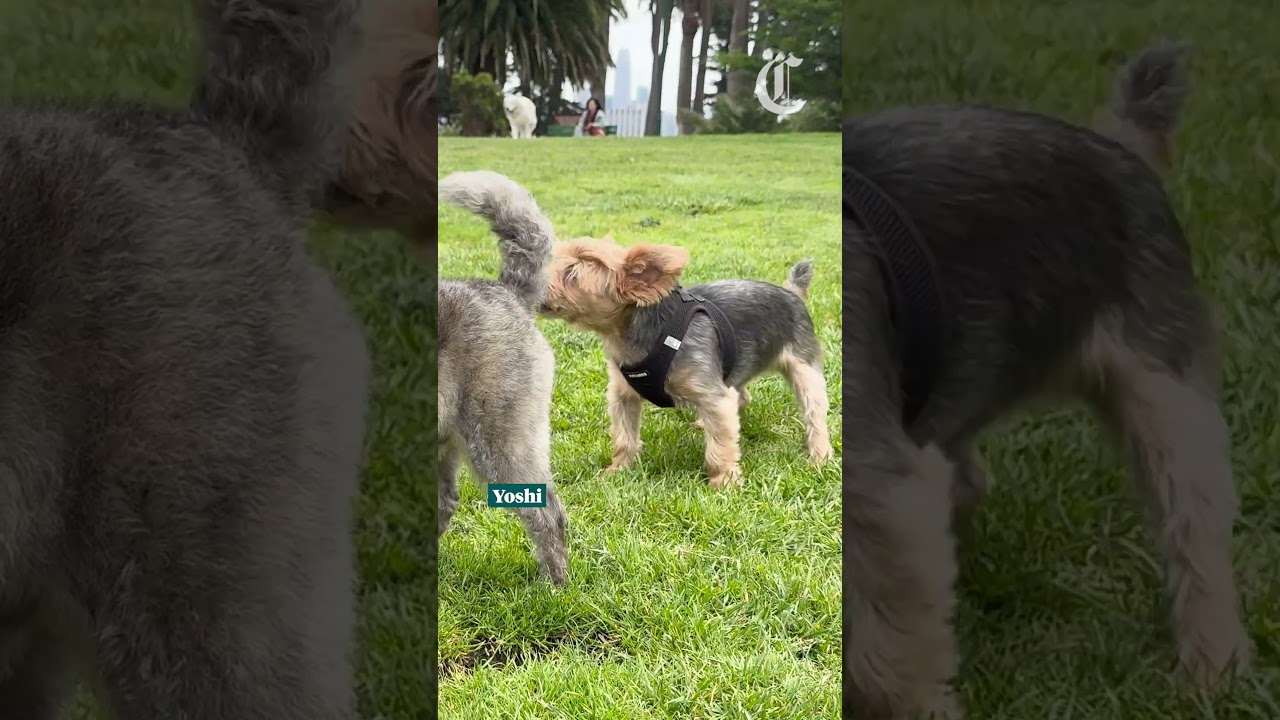How popular is your dog’s name in San Francisco? Search the data How popular is your dog’s name in San Francisco? Search the data