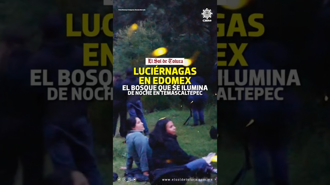 LUCIÉRNAGAS EN EDOMEX: EL BOSQUE QUE SE ILUMINA DE NOCHE EN TEMASCALTEPEC #edomex #noticias #toluca LUCIÉRNAGAS EN EDOMEX: EL BOSQUE QUE SE ILUMINA DE NOCHE EN TEMASCALTEPEC #edomex #noticias #toluca