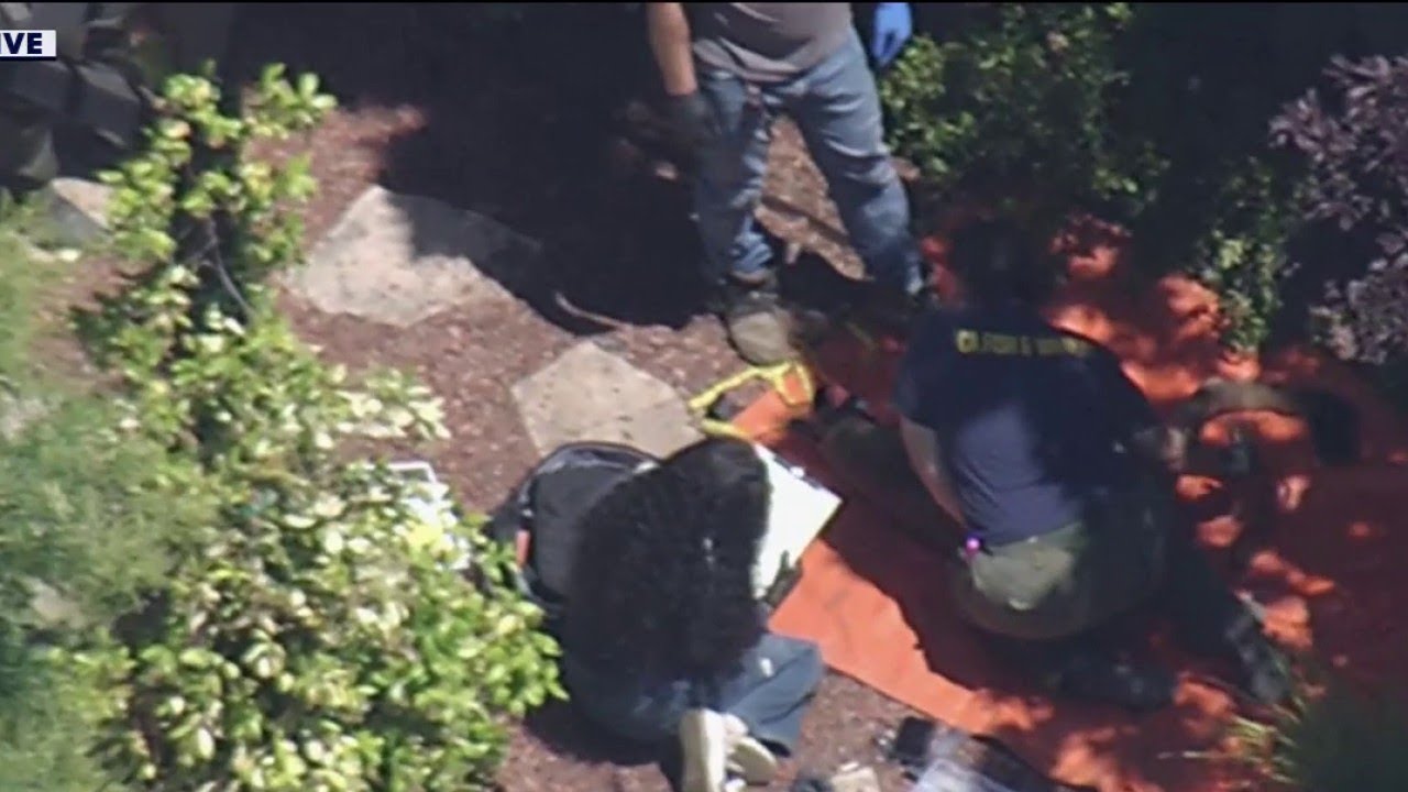 Mountain lion caught in Redwood City Mountain lion caught in Redwood City