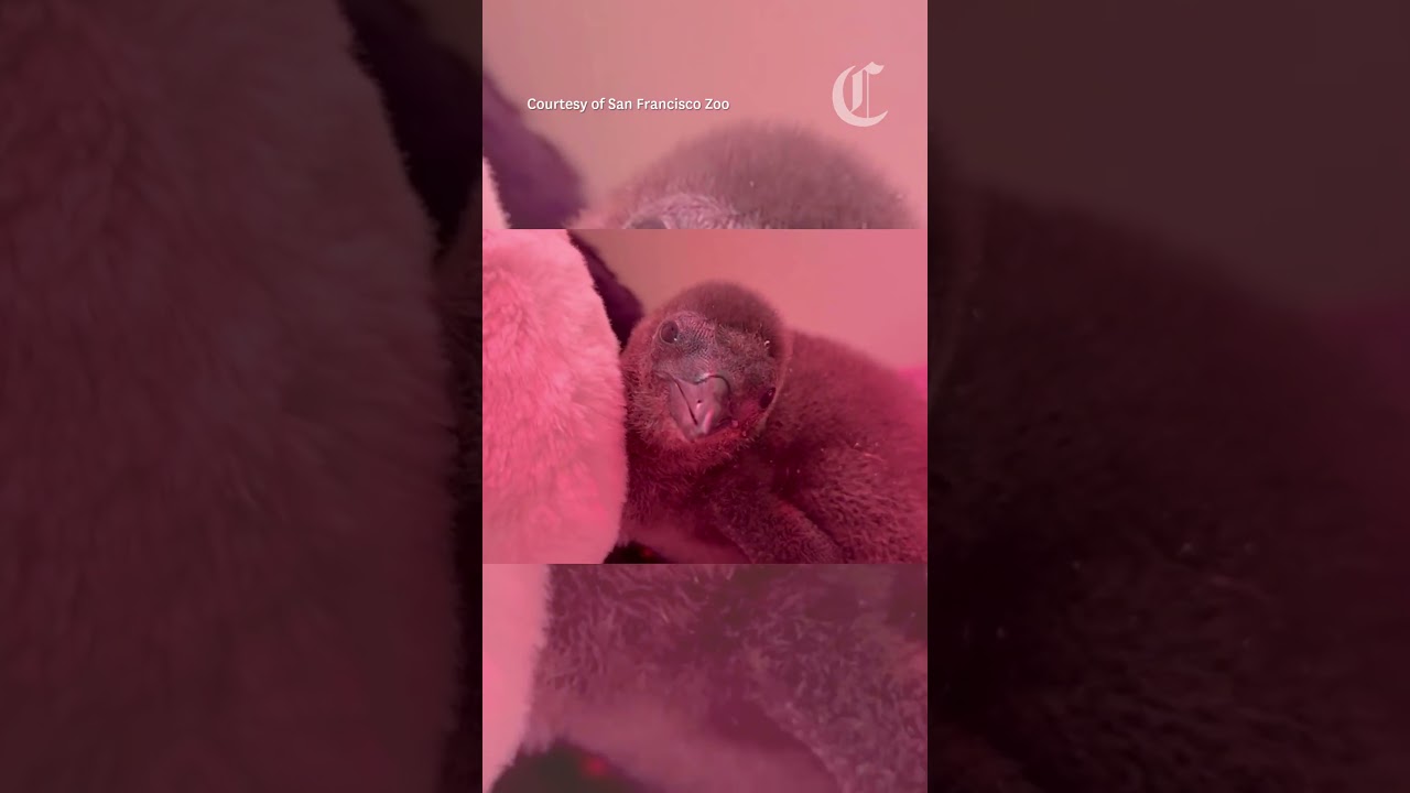 San Francisco Zoo welcomes first penguin chicks in almost 3 years San Francisco Zoo welcomes first penguin chicks in almost 3 years